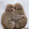 1poziom