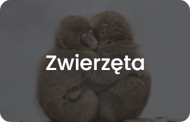 zwierzeta k